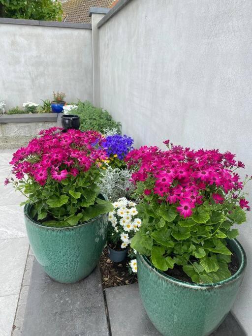 Luxury Holiday Rental With Sea Views On The Wild Atlantic Way Tralee Zewnętrze zdjęcie